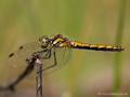 Schwarze Heidelibelle (Sympetrum danae), Weibchen - DE (HH)