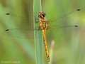 Schwarze Heidelibelle (Sympetrum danae), junges Weibchen - DE (HH)