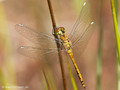 Schwarze Heidelibelle (Sympetrum danae), junges Männchen - DE (HH)