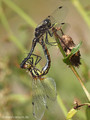 Schwarze Heidelibelle (Sympetrum danae), Paarungsrad - DE (SH)