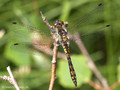 Schwarze Heidelibelle (Sympetrum danae), noch nicht vollständig ausgefärbtes Männchen - DE (HH)
