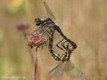 Schwarze Heidelibelle (Sympetrum danae), Paarungsrad - DE (SH)