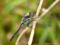 Schwarze Heidelibelle (Sympetrum danae), noch nicht vollständig ausgefärbtes Männchen - DE (HH)