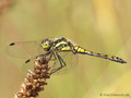 Schwarze Heidelibelle (Sympetrum danae), unausgefärbtes Männchen - DE (SH)