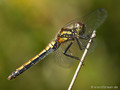 Schwarze Heidelibelle (Sympetrum danae), Weibchen - DE (HH)