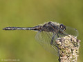 Schwarze Heidelibelle (Sympetrum danae), Männchen - DE (HH)