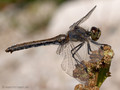 Schwarze Heidelibelle (Sympetrum danae), altes Weibchen - DE (HH)