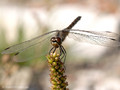 Schwarze Heidelibelle (Sympetrum danae), altes Weibchen - DE (HH)