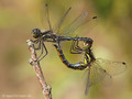 Schwarze Heidelibelle (Sympetrum danae), Paarungsrad - DE (SH)