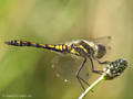 Schwarze Heidelibelle (Sympetrum danae), unausgefärbtes Männchen - DE (SH)