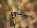 Schwarze Heidelibelle (Sympetrum danae), Männchen - DE (HH)
