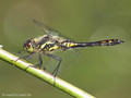 Schwarze Heidelibelle (Sympetrum danae), unausgefärbtes Männchen - DE (SH)