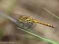 Schwarze Heidelibelle (Sympetrum danae), unausgefärbtes Männchen - DE (SH)