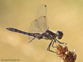 Schwarze Heidelibelle (Sympetrum danae), Männchen - DE (SH)