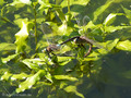 Kleine Königslibelle (Anax parthenope), Weibchen und Männchen bei der Eiablage - FR (Korsika, Balagne)