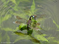 Kleine Königslibelle (Anax parthenope), Weibchen und Männchen bei der Eiablage - FR (Korsika, Balagne)