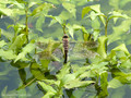 Kleine Königslibelle (Anax parthenope), Weibchen bei der Eiablage - FR (Korsika, Balagne)