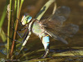 Kleine Königslibelle (Anax parthenope), Weibchen bei der Eiablage - FR (Korsika, Balagne)