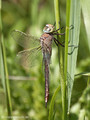 Kleine Königslibelle (Anax parthenope), junges Weibchen - DE (MV)