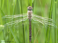 Kleine Königslibelle (Anax parthenope), Weibchen kurz nach dem Schlupf - DE (ST)