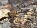 Schabracken-Königslibelle (Anax ephippiger), Männchen - FR (Korsika, Balagne)