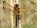 Spitzenfleck (Libellula fulva), Weibchen - DE (MV)