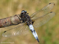 Spitzenfleck (Libellula fulva), Männchen - DE (MV)