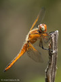 Spitzenfleck (Libellula fulva), unausgefärbtes Männchen - DE (MV)