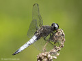 Spitzenfleck (Libellula fulva), Männchen - DE (MV)