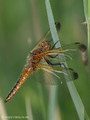 Spitzenfleck (Libellula fulva), Weibchen - DE (MV)