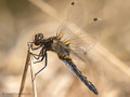 Nordische Moosjungfer (Leucorrhinia rubicunda), Weibchen - DE (HH)