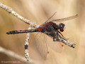Nordische Moosjungfer (Leucorrhinia rubicunda), Männchen - DE (HH)