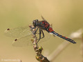 Nordische Moosjungfer (Leucorrhinia rubicunda), Männchen - DE (HH)