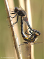 Nordische Moosjungfer (Leucorrhinia rubicunda), Paarungsrad - DE (HH)
