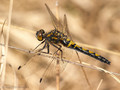 Nordische Moosjungfer (Leucorrhinia rubicunda), Weibchen - DE (HH)