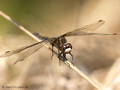 Nordische Moosjungfer (Leucorrhinia rubicunda), Weibchen - DE (HH)
