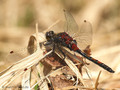 Nordische Moosjungfer (Leucorrhinia rubicunda), Männchen - DE (HH)