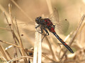 Nordische Moosjungfer (Leucorrhinia rubicunda), Männchen - DE (HH)