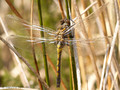 Nordische Moosjungfer (Leucorrhinia rubicunda), Weibchen kurz nach dem Schlupf - DE (HH)