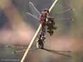 Nordische Moosjungfer (Leucorrhinia rubicunda), Paarungsrad - DE (HH)