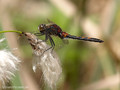 Nordische Moosjungfer (Leucorrhinia rubicunda), Männchen - DE (MV)