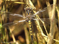 Nordische Moosjungfer (Leucorrhinia rubicunda), Weibchen kurz nach dem Schlupf - DE (HH)