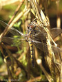 Nordische Moosjungfer (Leucorrhinia rubicunda), Weibchen kurz nach dem Schlupf - DE (HH)