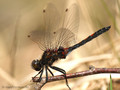 Nordische Moosjungfer (Leucorrhinia rubicunda), Männchen - DE (HH)