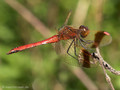 Gebänderte Heidelibelle (Sympetrum pedemontanum), Männchen - DE (MV)