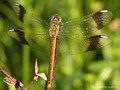 Gebänderte Heidelibelle (Sympetrum pedemontanum), Weibchen - DE (HH)