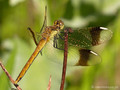 Gebänderte Heidelibelle (Sympetrum pedemontanum), Weibchen - DE (HH)
