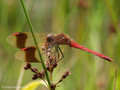 Gebänderte Heidelibelle (Sympetrum pedemontanum), Männchen - DE (HH)