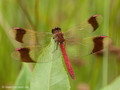 Gebänderte Heidelibelle (Sympetrum pedemontanum), Männchen - DE (HH)