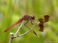 Gebänderte Heidelibelle (Sympetrum pedemontanum), Männchen - DE (HH)
